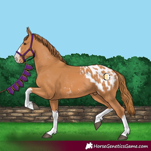 Horse Color:Chestnut Splash Appaloosa 