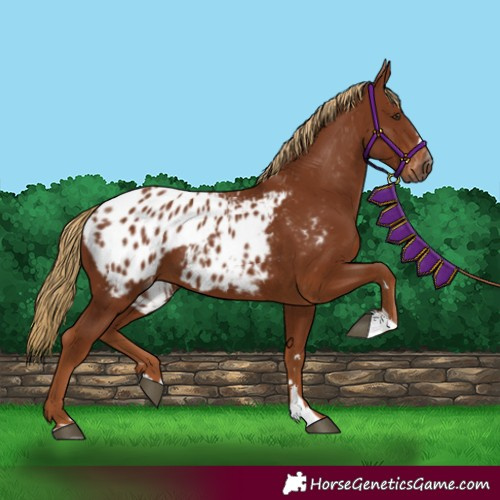 Horse Color:Unknown 