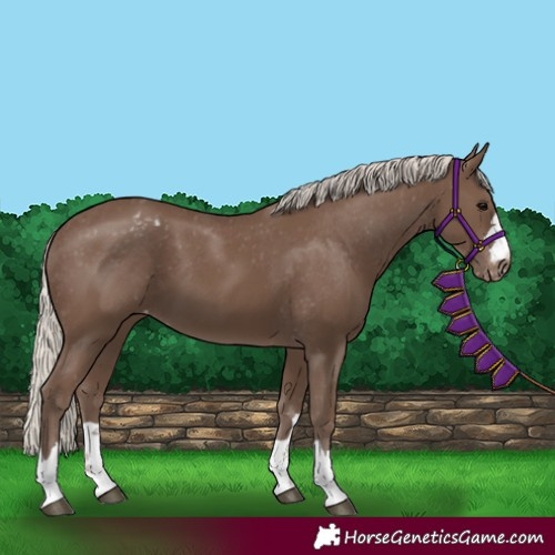 Horse Color:Unknown 