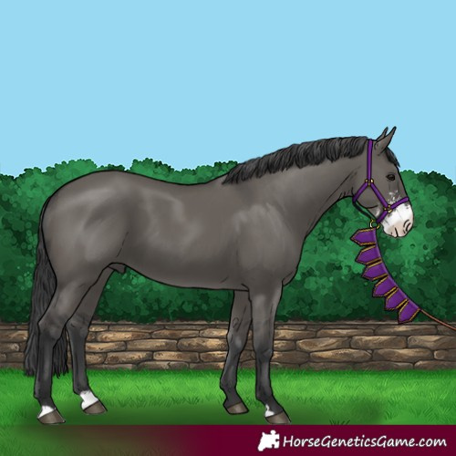 Horse Color:Grullo Sabino 