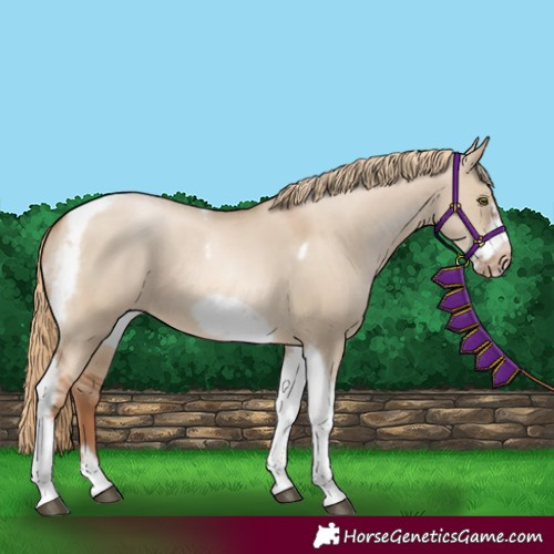 Horse Color:Liver Red Dun Pearl Tobiano Frame