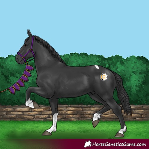 Horse Color:Black Tobiano 