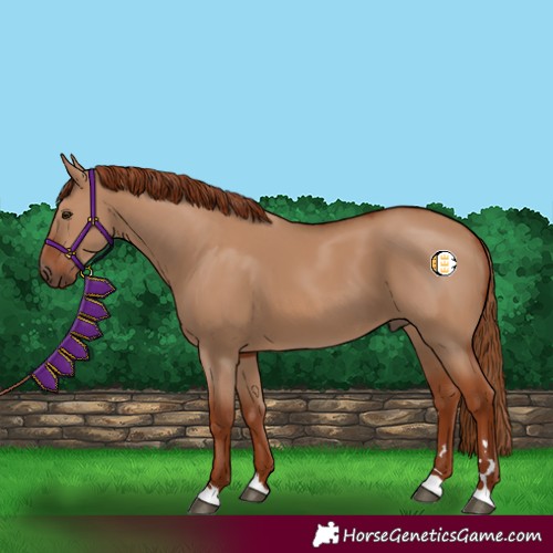 Horse Color:Red Dun