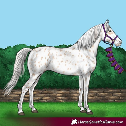 Horse Color:Silver Bay Dun Leopard 