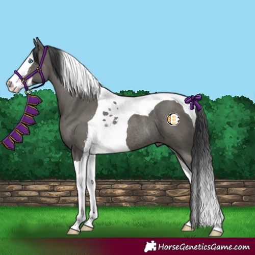Horse Color:Grullo Sabino Splash Tobiano Rabicano