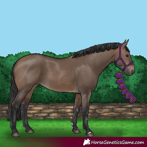 Horse Color:Brown Dun Rabicano