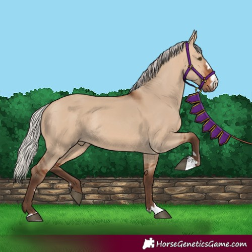 Horse Color:Unknown 
