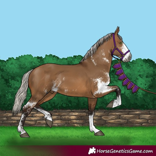 Horse Color:Unknown 