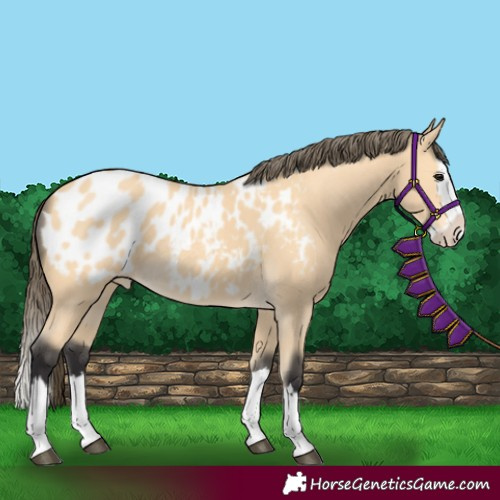 Horse Color:Buckskin Splash Appaloosa 