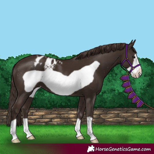 Horse Color:Liver Chestnut Frame Appaloosa
