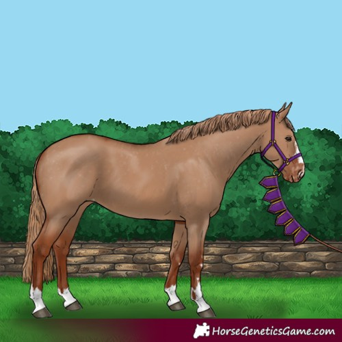 Horse Color:Unknown 