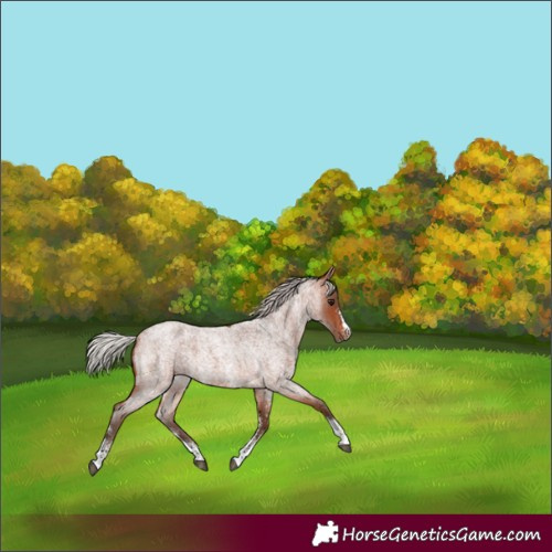 Horse Color:Silver Brown Roan Sabino 
