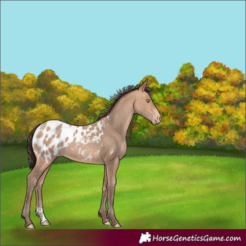 Horse Color:Amber Champagne Sabino Blanket