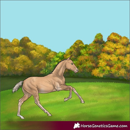 Horse Color:Gold Cream Champagne