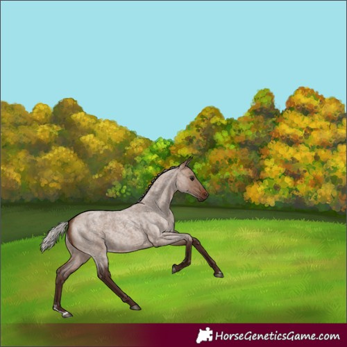 Horse Color:Silver Brown Roan Dun