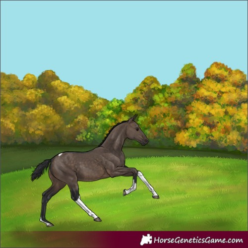 Horse Color:Brown Dun Tobiano
