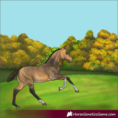 Horse Color:Buckskin Tobiano 