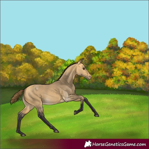 Horse Color:Buckskin Dun Varnish