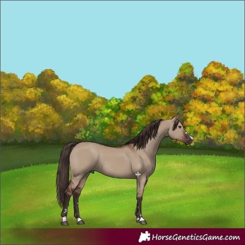 Horse Color:Liver Red Dun