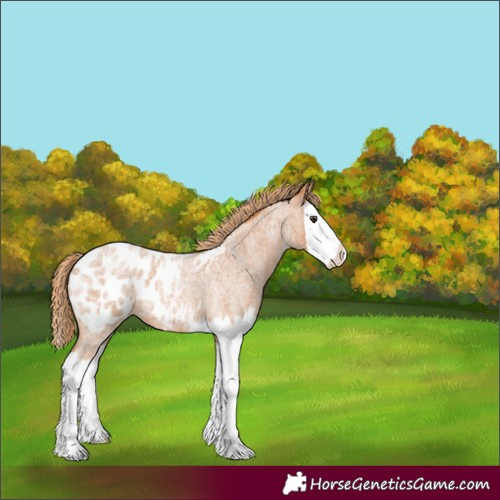 Horse Color:Red Roan Splash Appaloosa 
