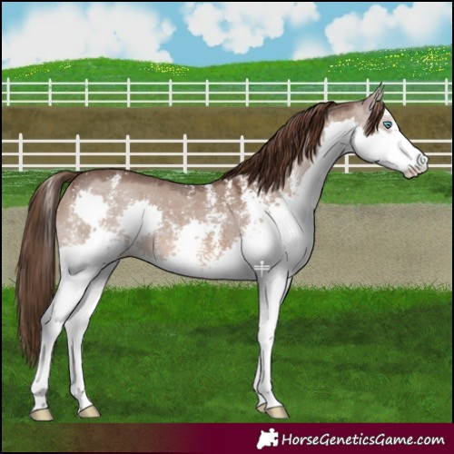 Horse Color:Liver Red Dun Sabino Splash