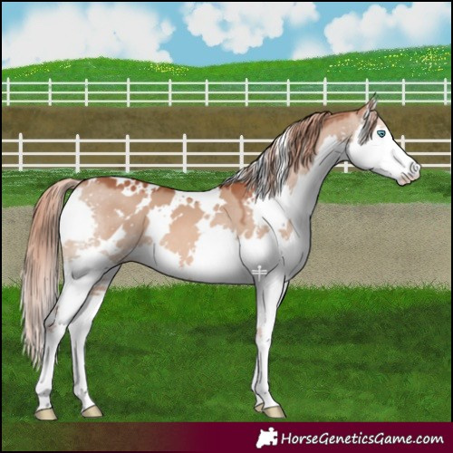 Horse Color:White Spotted Red Dun Splash