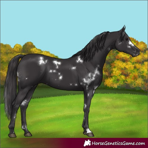 Horse Color:White Spotted Smoky Black 