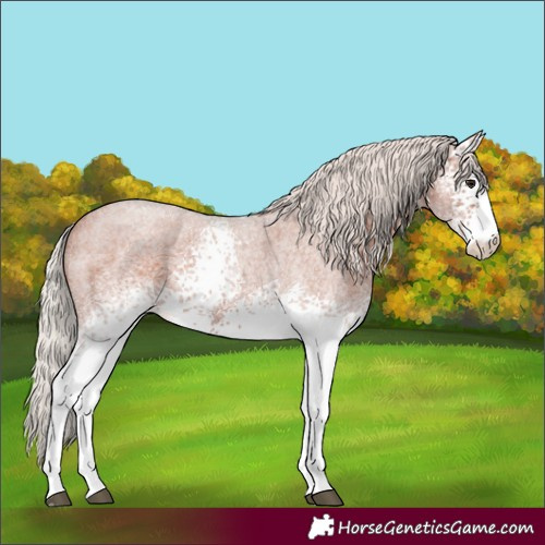 Horse Color:White Spotted Silver Bay Roan
