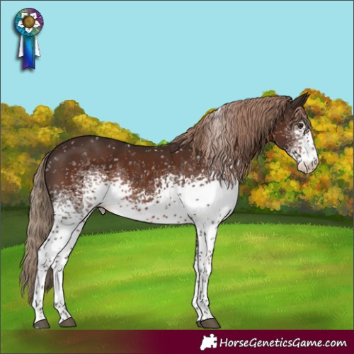 Horse Color:White Spotted Liver Chestnut Tobiano Appaloosa 
