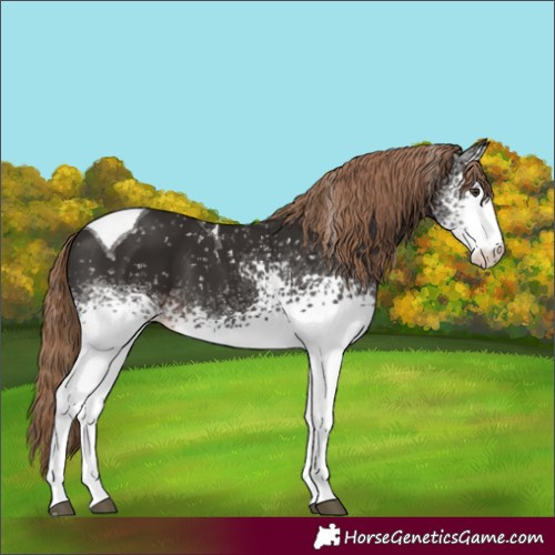 Horse Color:White Spotted Liver Chestnut Tobiano Appaloosa