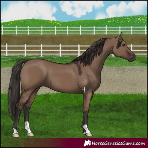Horse Color:Liver Red Dun