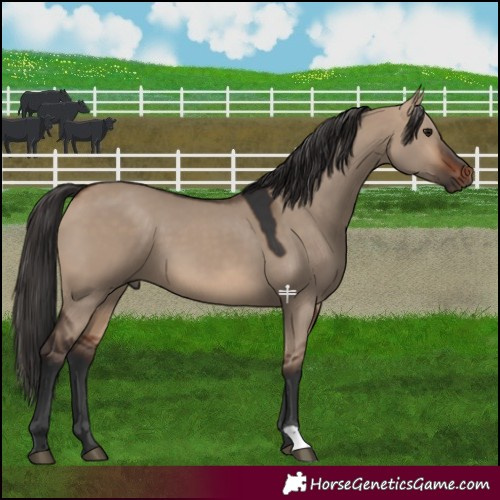 Horse Color:Bay Dun