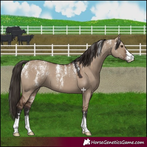Horse Color:Powder White Liver Red Dun 