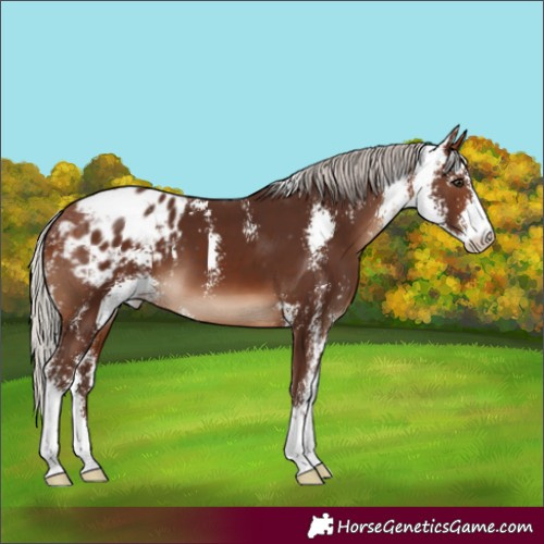 Horse Color:Silver Brown Sabino Appaloosa