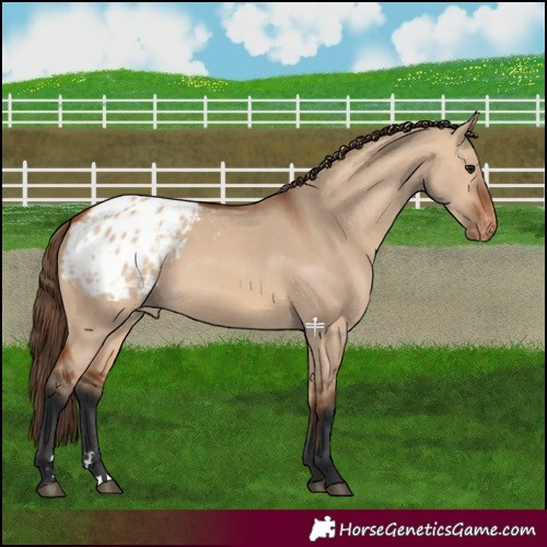 Horse Color:Bay Dun Appaloosa