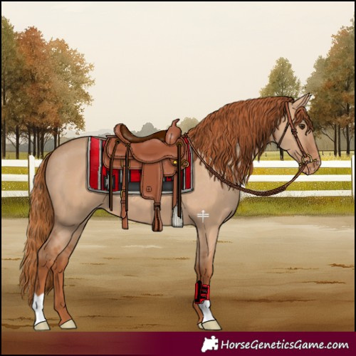 Horse Color:Red Dun Varnish 