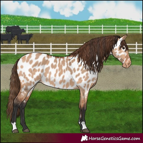 Horse Color:Bay Dun Near Leopard