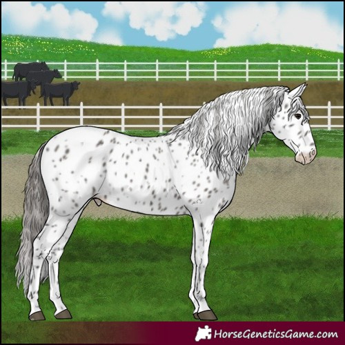 Horse Color:Grullo Leopard 