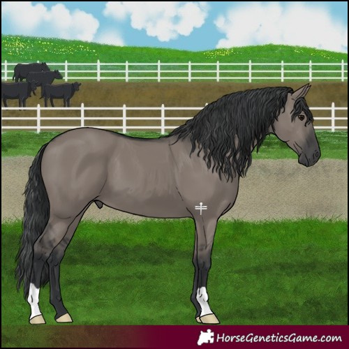 Horse Color:Grullo