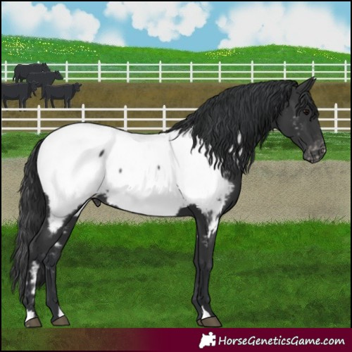 Horse Color:Black Near Fewspot 