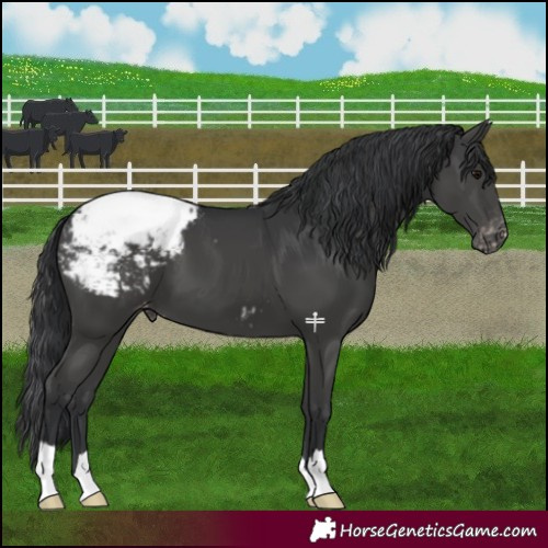 Horse Color:Black Snowcap 