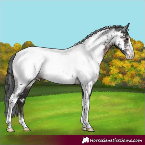 Horse Color:Brown Sabino Tobiano Appaloosa Rabicano