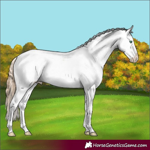 Horse Color:Smoky Black Pearl Sabino Appaloosa Rabicano 