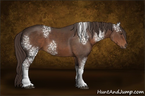 Horse Color:White Spotted Liver Chestnut 
