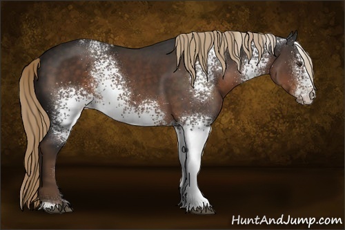 Horse Color:White Spotted Liver Chestnut