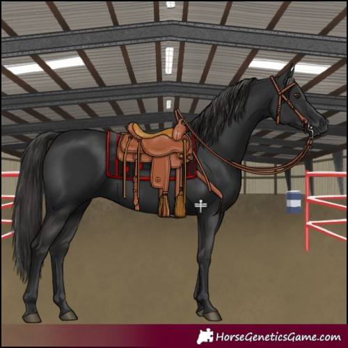Horse Color:Liver Chestnut Rabicano 