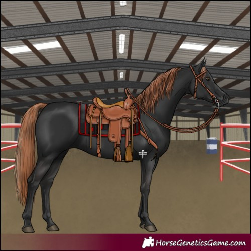 Horse Color:Liver Chestnut 