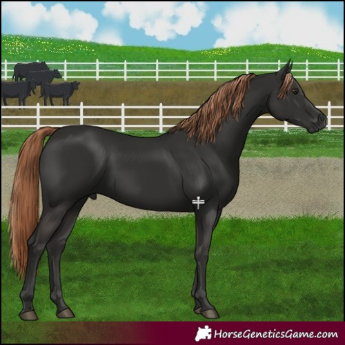 Horse Color:Liver Chestnut 