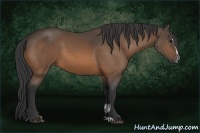 Horse Color:Buckskin Sabino 
