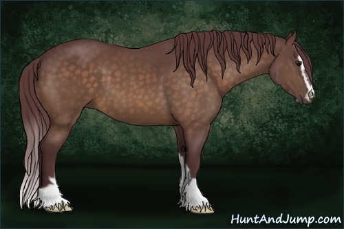 Horse Color:Chocolate Buckskin Sabino 